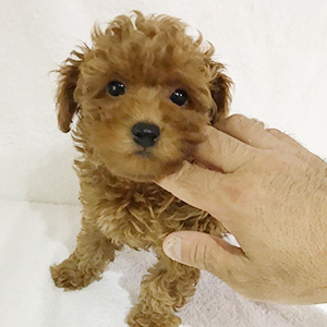 トイプードルのアプリコットの男の子｜2025年9月9日生まれ｜No.10919｜画像2枚目