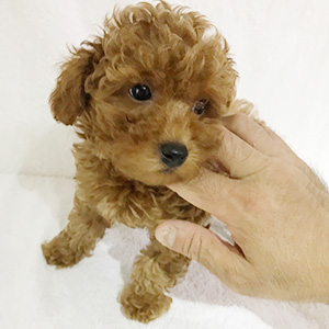 トイプードルのアプリコットの男の子｜2025年9月9日生まれ｜No.10919｜画像3枚目