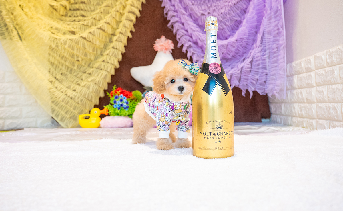 トイプードルのアプリコットの男の子｜2025年8月23日生まれ｜No.10914｜画像2枚目