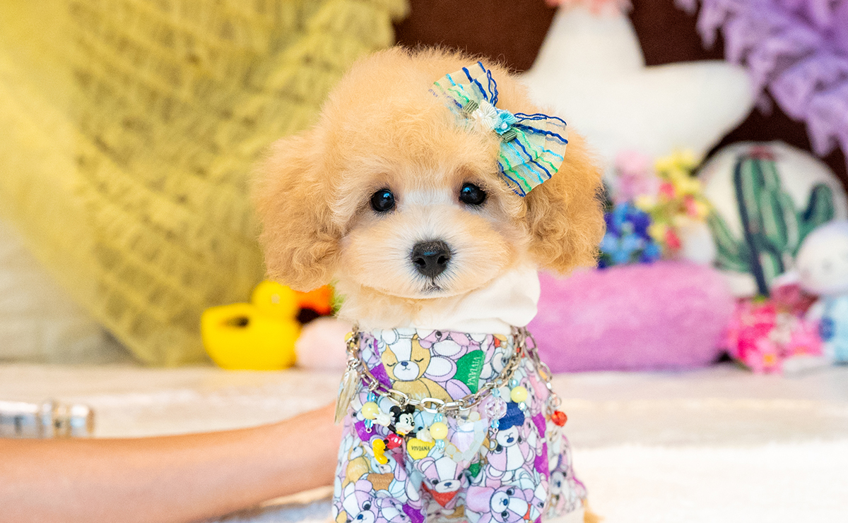 トイプードルのアプリコットの男の子｜2025年8月23日生まれ｜No.10914｜画像4枚目