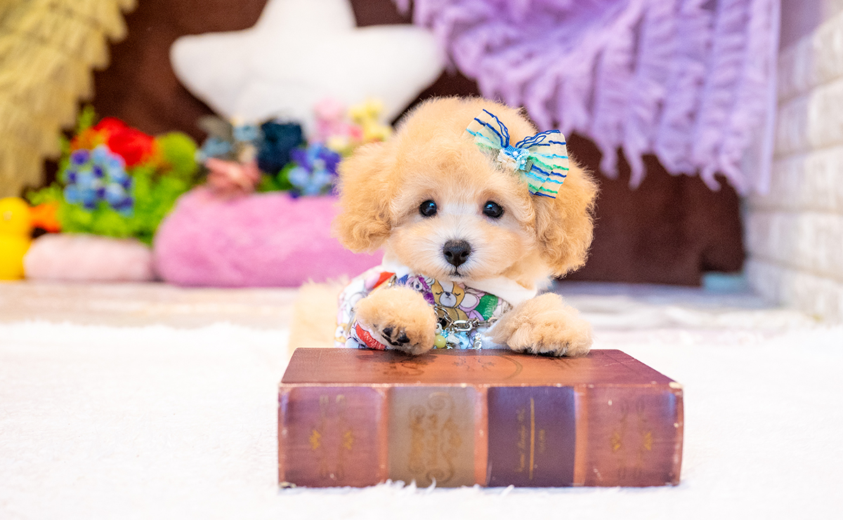 トイプードルのアプリコットの男の子｜2025年8月23日生まれ｜No.10914｜画像0枚目