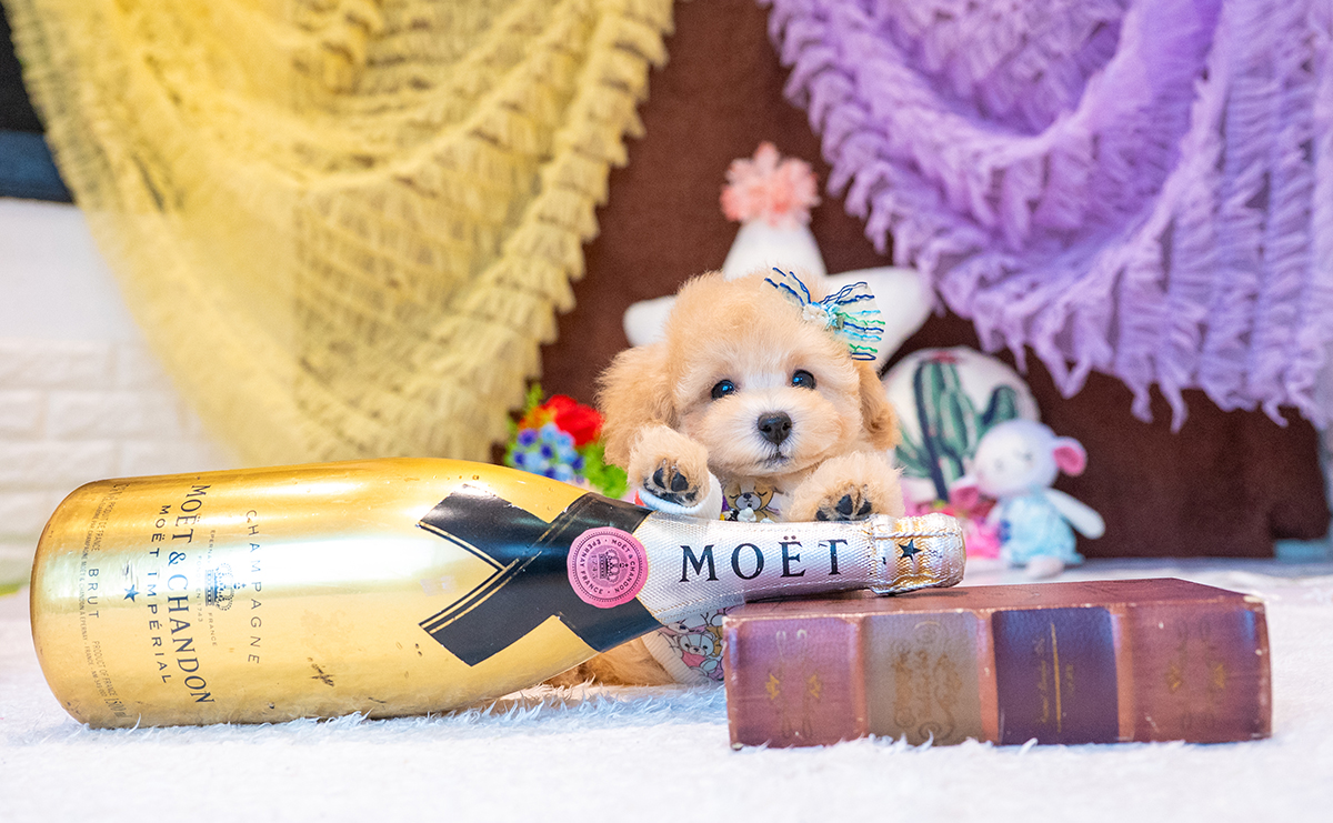 トイプードルのアプリコットの男の子｜2025年8月23日生まれ｜No.10914｜画像5枚目