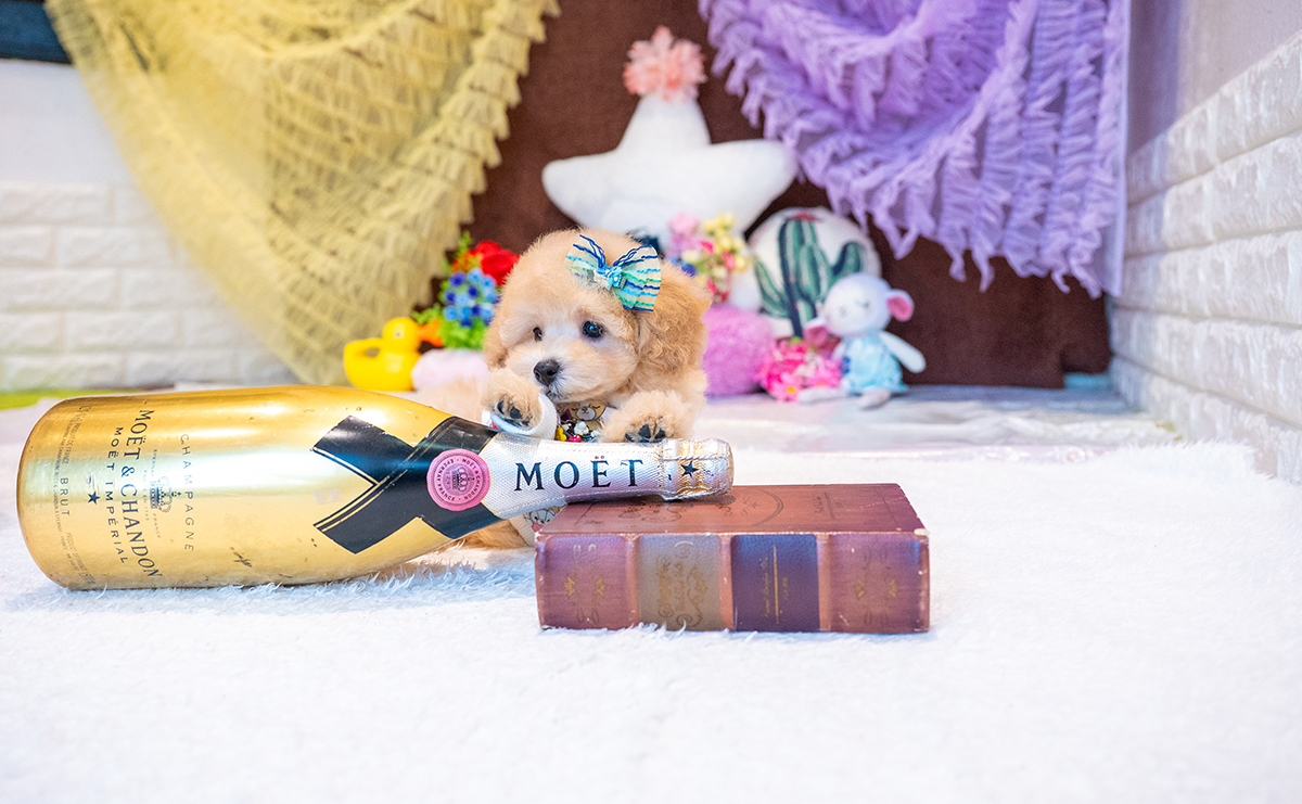 トイプードルのアプリコットの男の子｜2025年8月23日生まれ｜No.10914｜画像6枚目