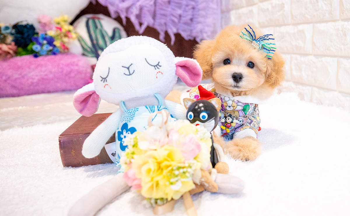 トイプードルのアプリコットの男の子｜2025年8月23日生まれ｜No.10914｜画像7枚目