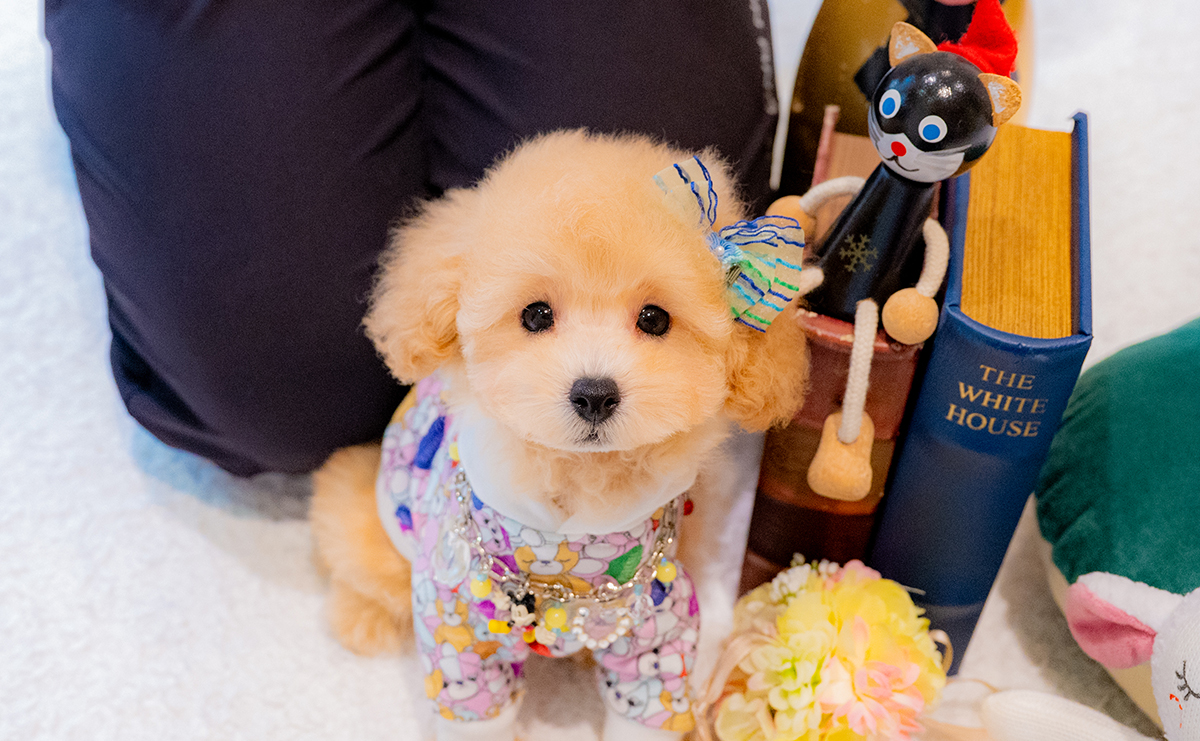 トイプードルのアプリコットの男の子｜2025年8月23日生まれ｜No.10914｜画像8枚目