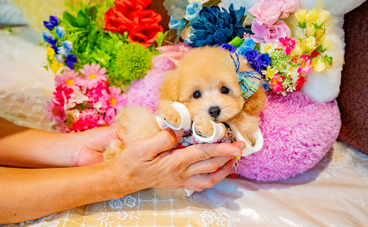 トイプードルのアプリコットの男の子｜2025年8月23日生まれ｜No.10914｜画像9枚目