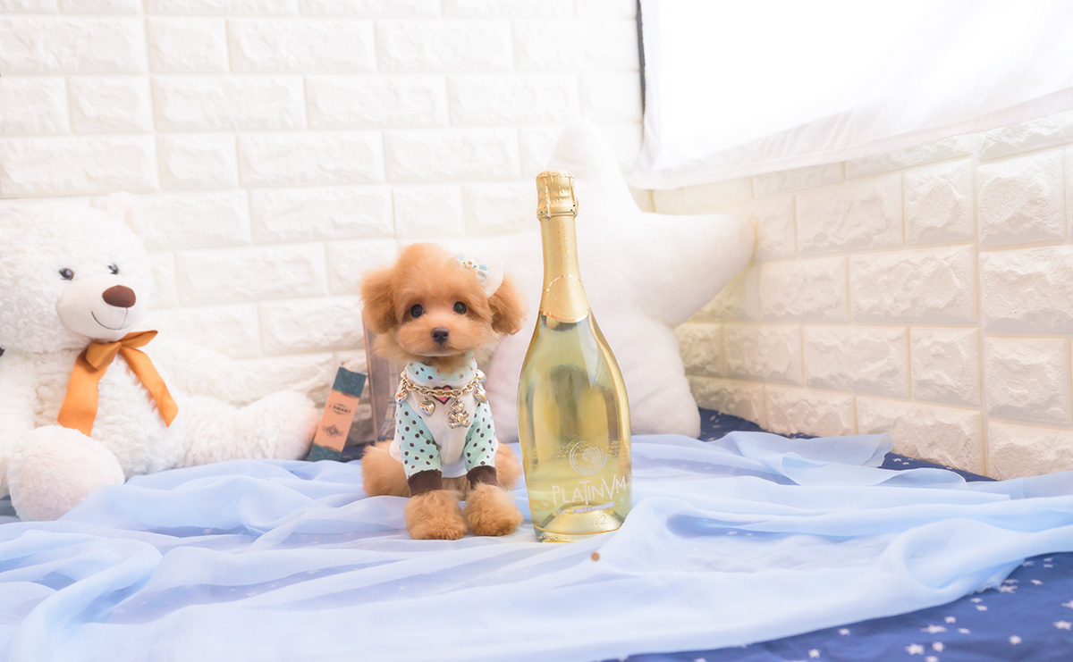 タイニープードルのアプリコットの男の子｜2025年8月10日生まれ｜No.10917｜画像5枚目