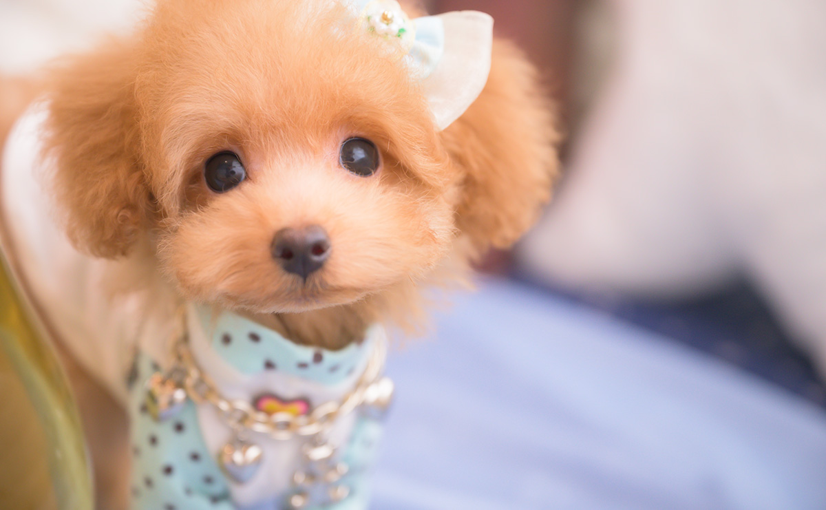 タイニープードルのアプリコットの男の子｜2025年8月10日生まれ｜No.10917｜画像0枚目