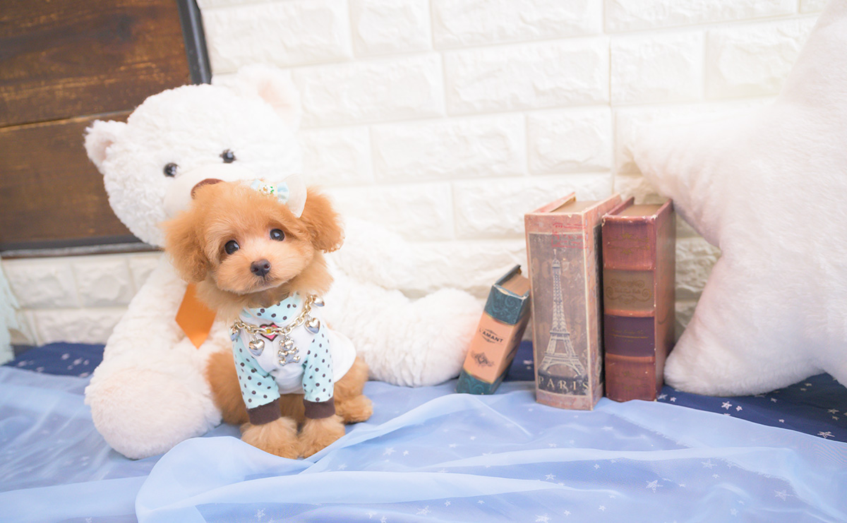 タイニープードルのアプリコットの男の子｜2025年8月10日生まれ｜No.10917｜画像2枚目