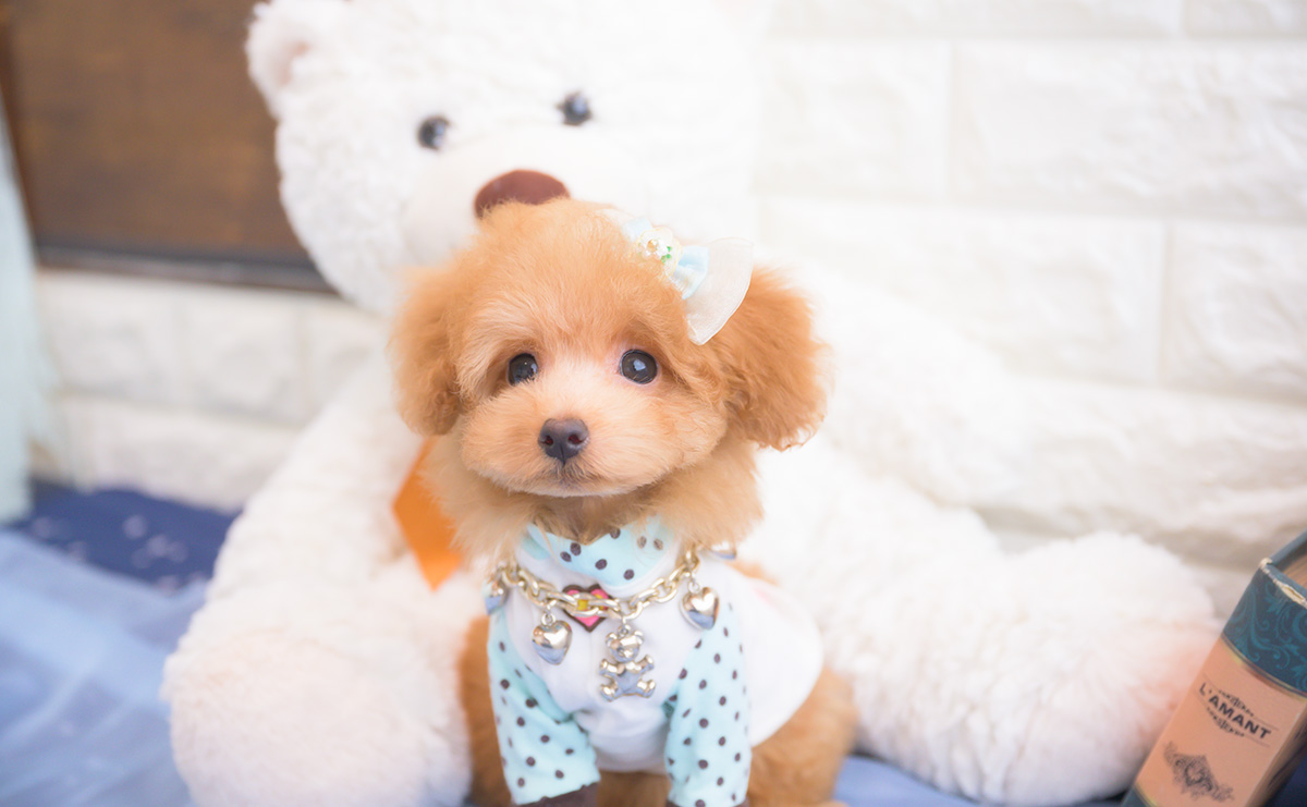 タイニープードルのアプリコットの男の子｜2025年8月10日生まれ｜No.10917｜画像3枚目