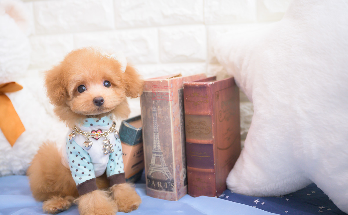 タイニープードルのアプリコットの男の子｜2025年8月10日生まれ｜No.10917｜画像4枚目