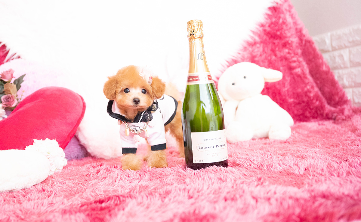 タイニープードルのアプリコットの女の子|2025年8月10日生まれ|No.10918|画像2枚目