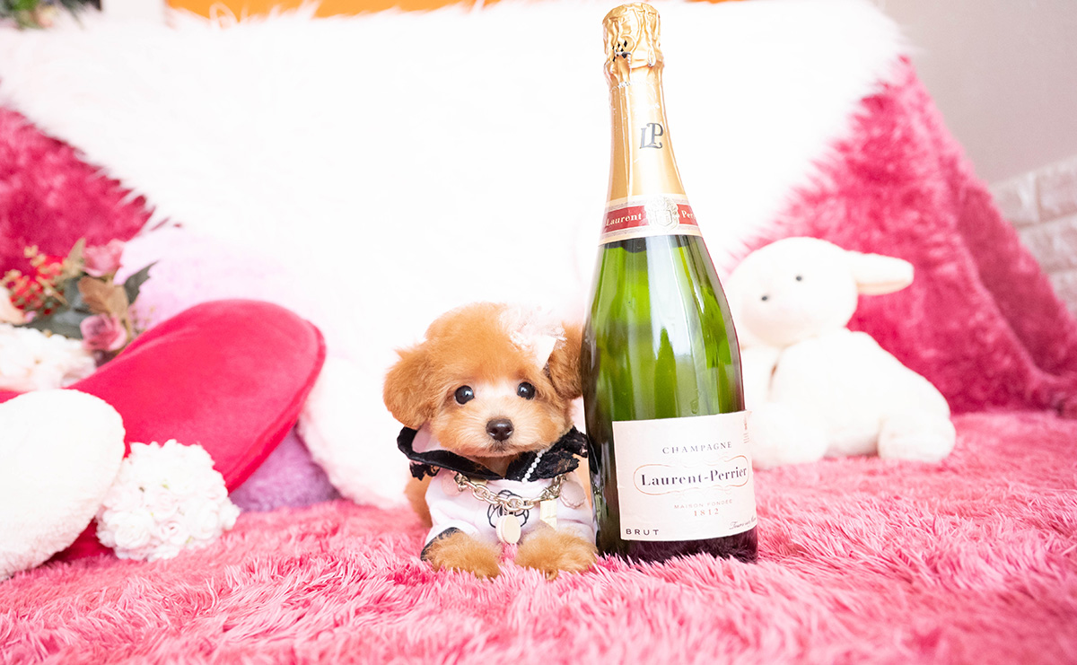 タイニープードルのアプリコットの女の子|2025年8月10日生まれ|No.10918|画像3枚目