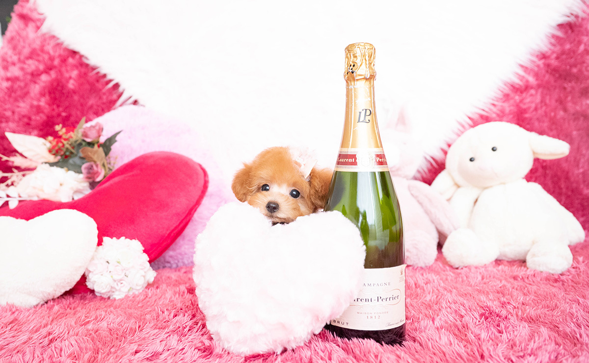 タイニープードルのアプリコットの女の子|2025年8月10日生まれ|No.10918|画像5枚目