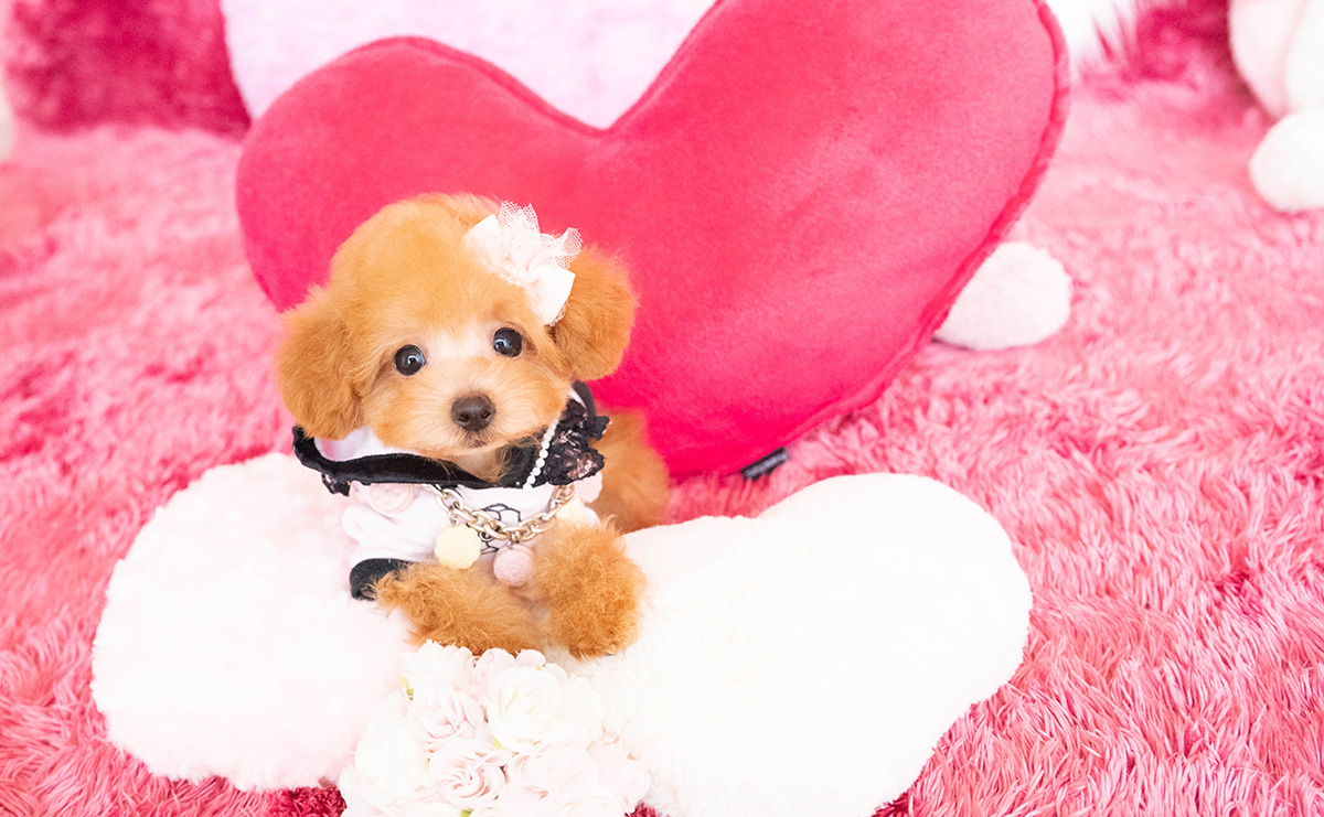 タイニープードルのアプリコットの女の子|2025年8月10日生まれ|No.10918|画像0枚目