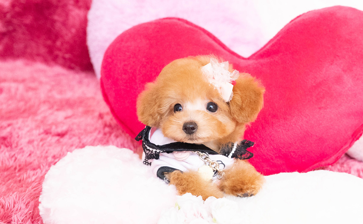 タイニープードルのアプリコットの女の子|2025年8月10日生まれ|No.10918|画像7枚目