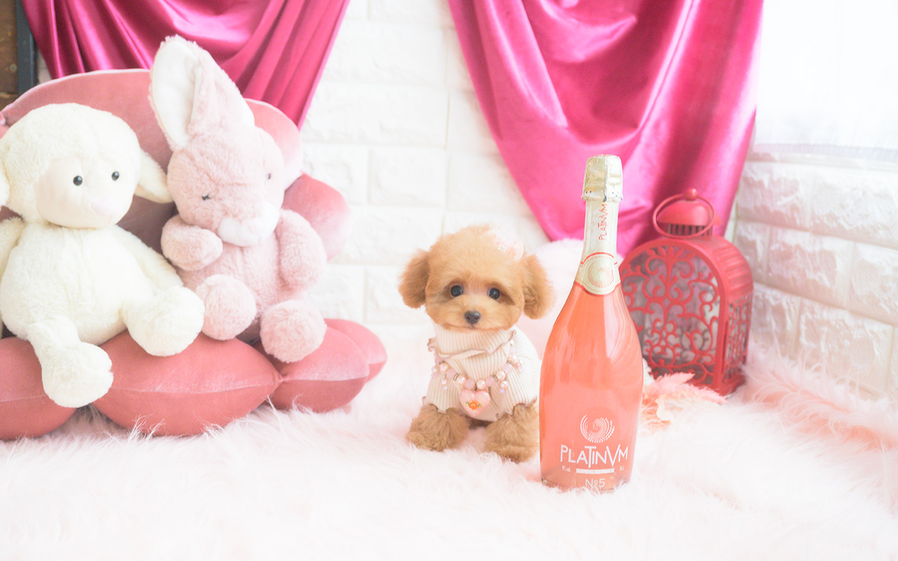 タイニープードルのアプリコットの女の子|2025年8月10日生まれ|No.10922|画像1枚目