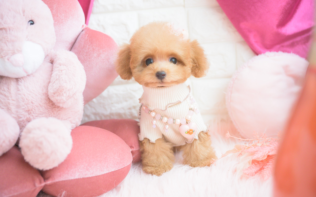 タイニープードルのアプリコットの女の子|2025年8月10日生まれ|No.10922|画像3枚目