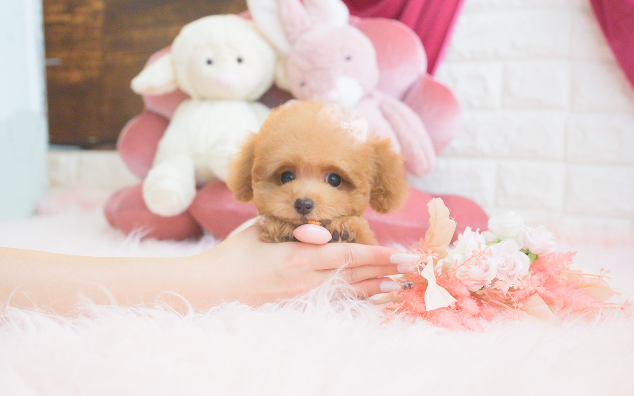 タイニープードルのアプリコットの女の子|2025年8月10日生まれ|No.10922|画像8枚目