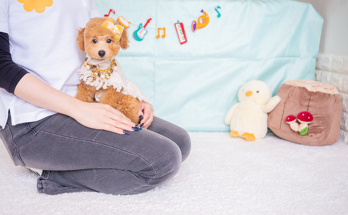 トイプードルのアプリコットの男の子|2025年8月15日生まれ|No.10925|画像5枚目