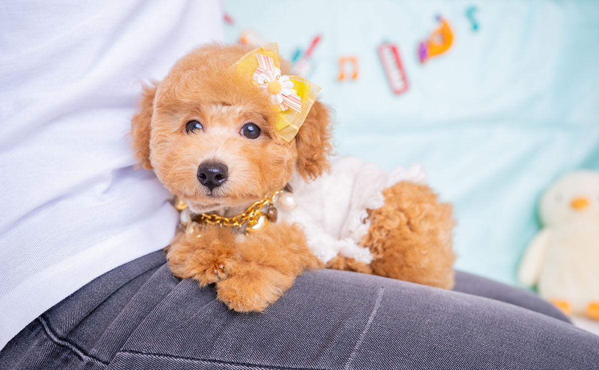 トイプードルのアプリコットの男の子|2025年8月15日生まれ|No.10925|画像7枚目