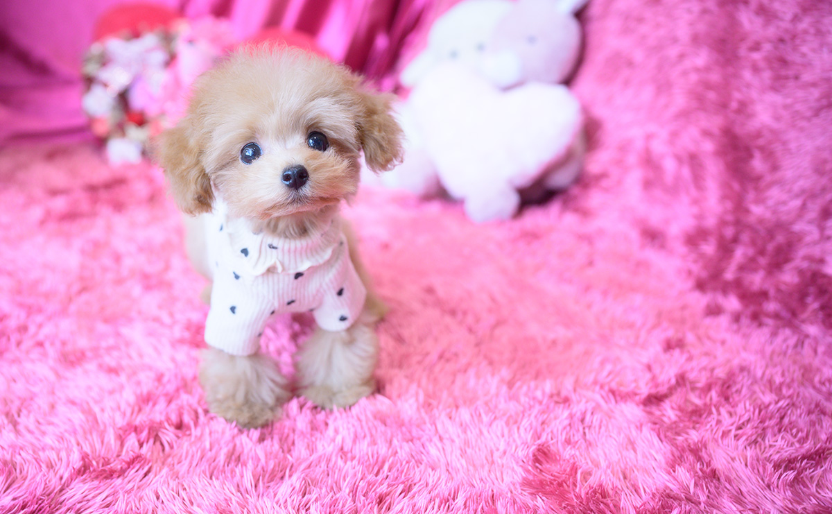 ティーカッププードルのアプリコットの女の子｜2025年8月10日生まれ｜No.10928｜画像1枚目