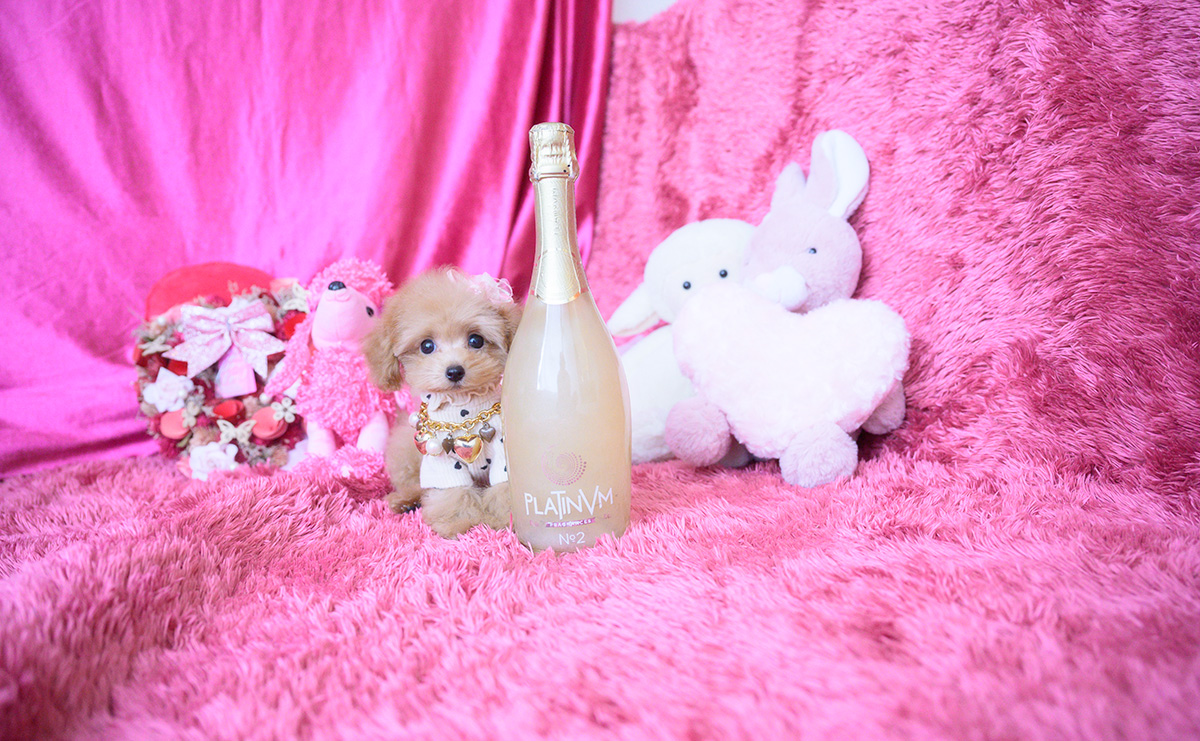 ティーカッププードルのアプリコットの女の子｜2025年8月10日生まれ｜No.10928｜画像2枚目