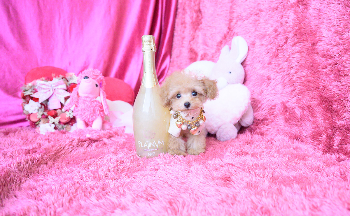 ティーカッププードルのアプリコットの女の子｜2025年8月10日生まれ｜No.10928｜画像3枚目