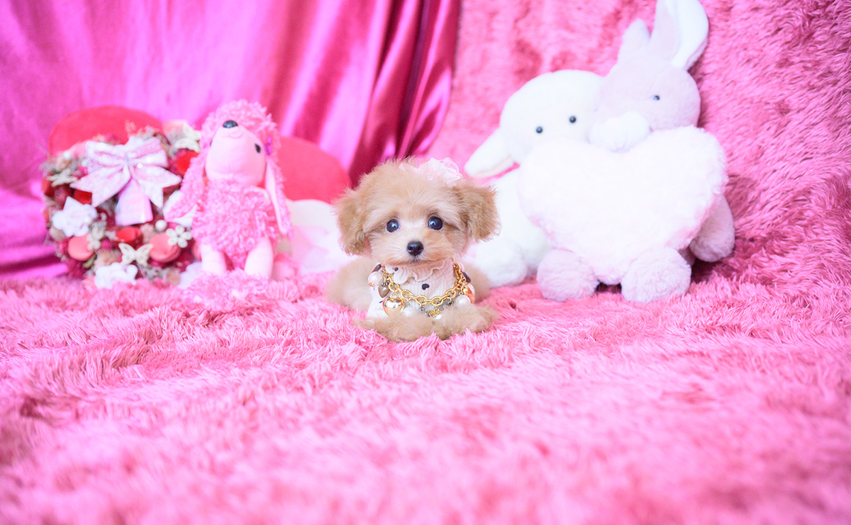 ティーカッププードルのアプリコットの女の子｜2025年8月10日生まれ｜No.10928｜画像4枚目