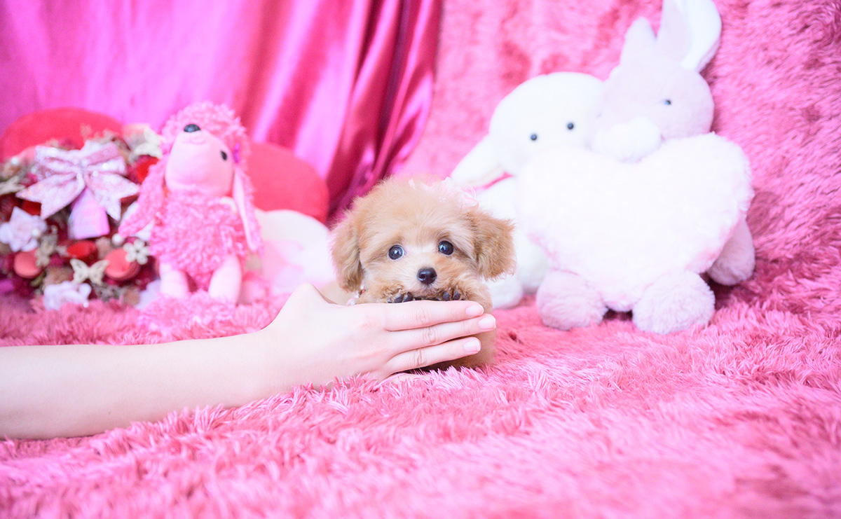 ティーカッププードルのアプリコットの女の子｜2025年8月10日生まれ｜No.10928｜画像5枚目