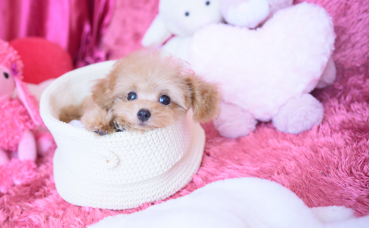 ティーカッププードルのアプリコットの女の子｜2025年8月10日生まれ｜No.10928｜画像0枚目