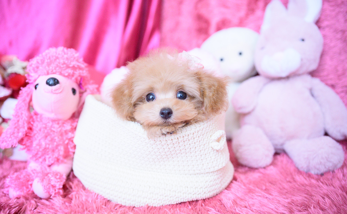 ティーカッププードルのアプリコットの女の子｜2025年8月10日生まれ｜No.10928｜画像7枚目