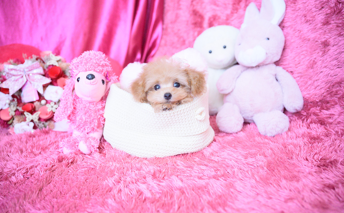 ティーカッププードルのアプリコットの女の子｜2025年8月10日生まれ｜No.10928｜画像8枚目