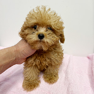 タイニープードルのアプリコットの男の子｜2025年8月18日生まれ｜No.10926｜画像0枚目