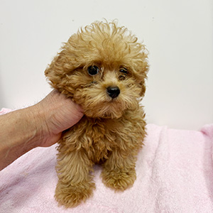 タイニープードルのアプリコットの男の子｜2025年8月18日生まれ｜No.10926｜画像1枚目