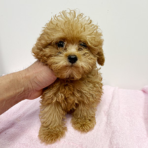 タイニープードルのアプリコットの男の子｜2025年8月18日生まれ｜No.10926｜画像2枚目