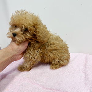タイニープードルのアプリコットの男の子｜2025年8月18日生まれ｜No.10926｜画像3枚目