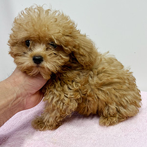 タイニープードルのアプリコットの男の子｜2025年8月18日生まれ｜No.10926｜画像4枚目