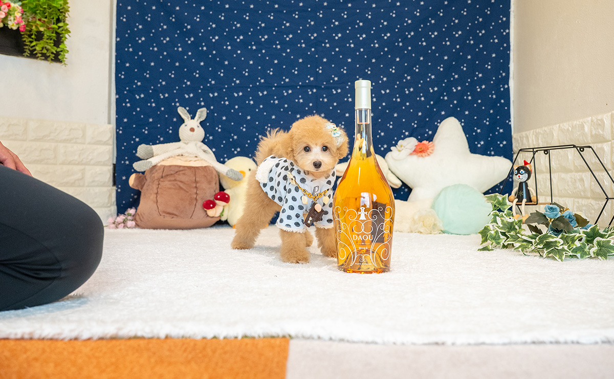 トイプードルのアプリコットの男の子|2025年8月5日生まれ|No.10933|画像2枚目