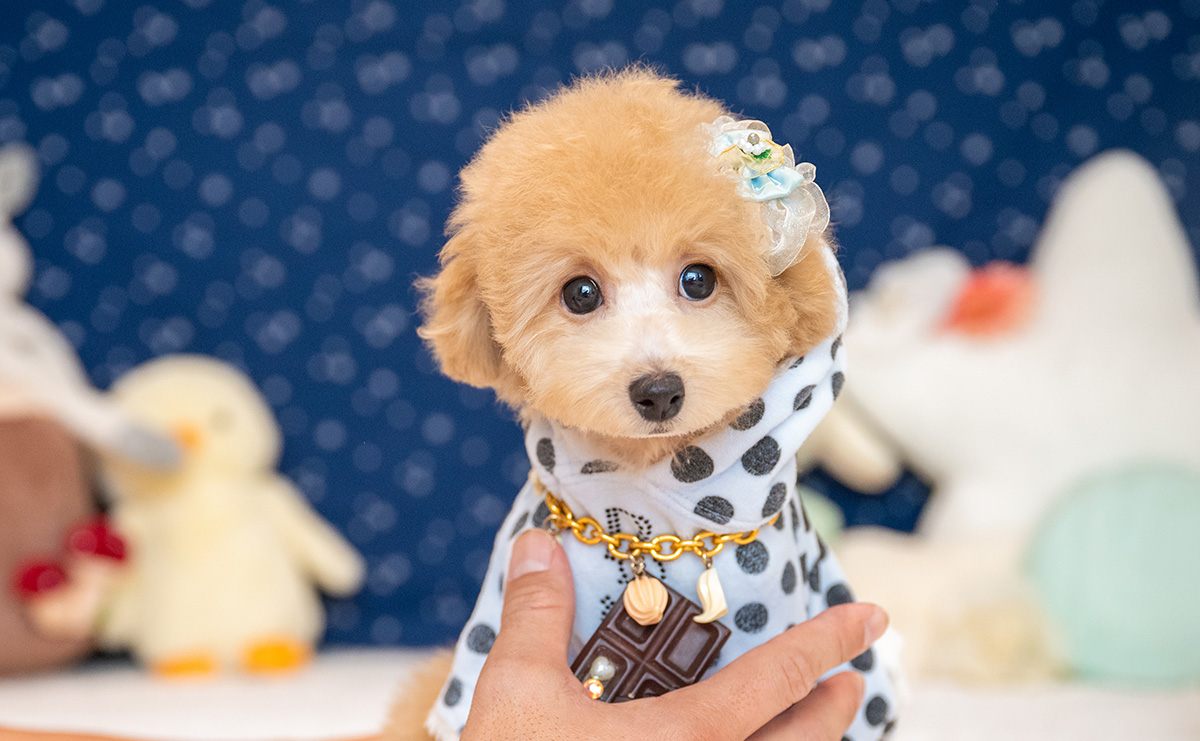 トイプードルのアプリコットの男の子|2025年8月5日生まれ|No.10933|画像3枚目