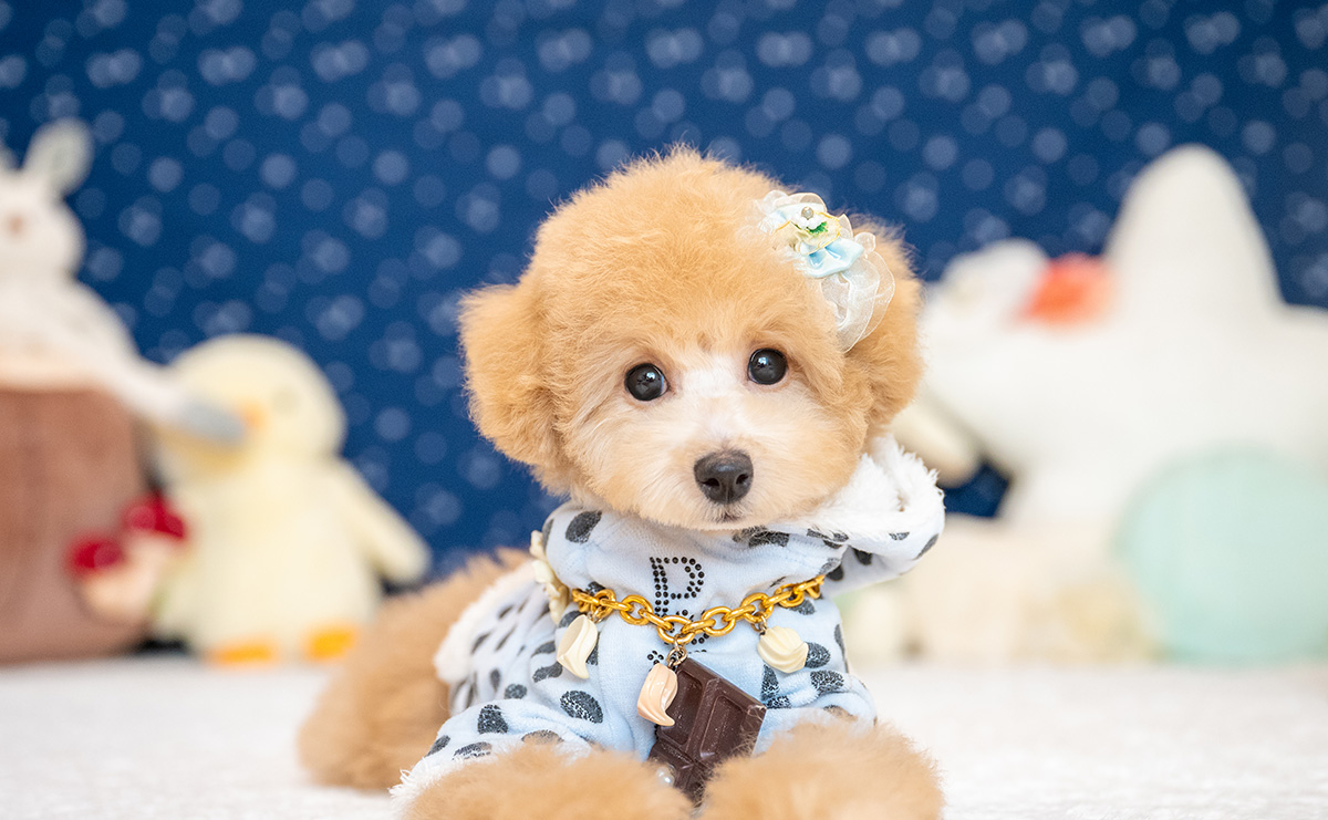 トイプードルのアプリコットの男の子|2025年8月5日生まれ|No.10933|画像6枚目