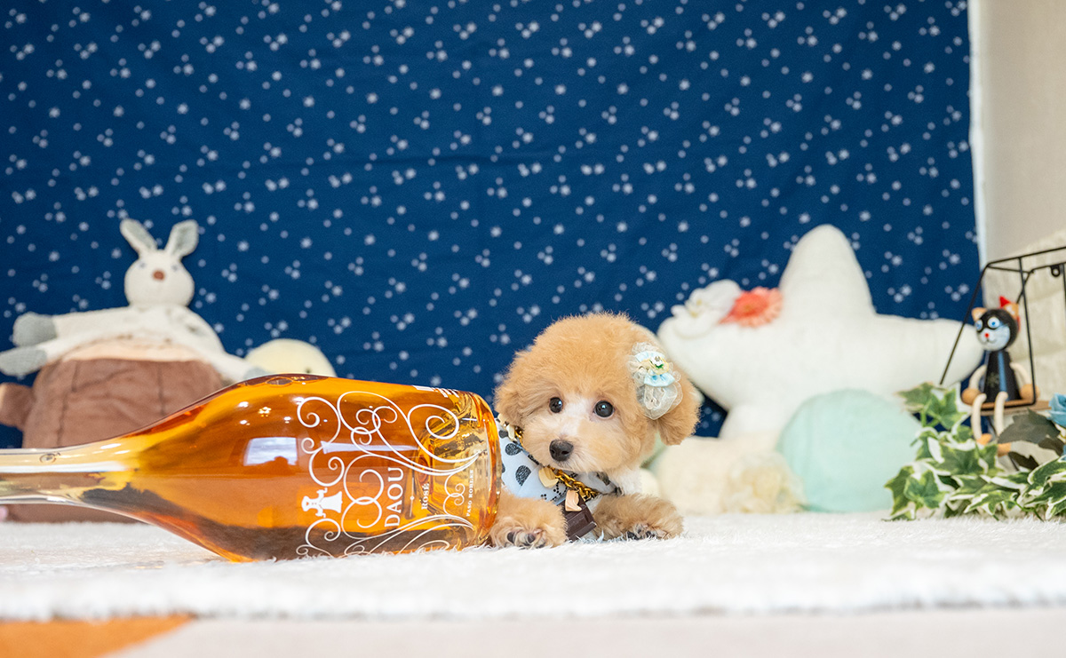 トイプードルのアプリコットの男の子|2025年8月5日生まれ|No.10933|画像4枚目