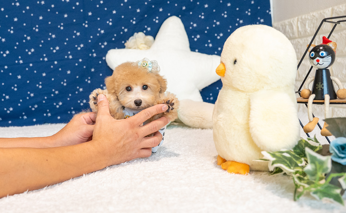 トイプードルのアプリコットの男の子｜2025年8月5日生まれ｜No.10933｜画像7枚目