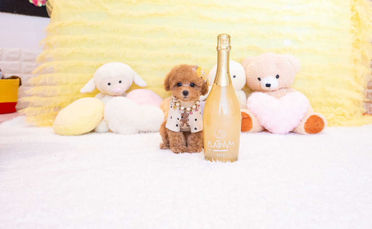 タイニープードルのアプリコットの女の子|2025年9月20日生まれ|No.10937|画像1枚目