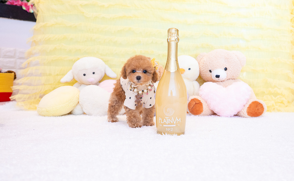 タイニープードルのアプリコットの女の子|2025年9月20日生まれ|No.10937|画像2枚目