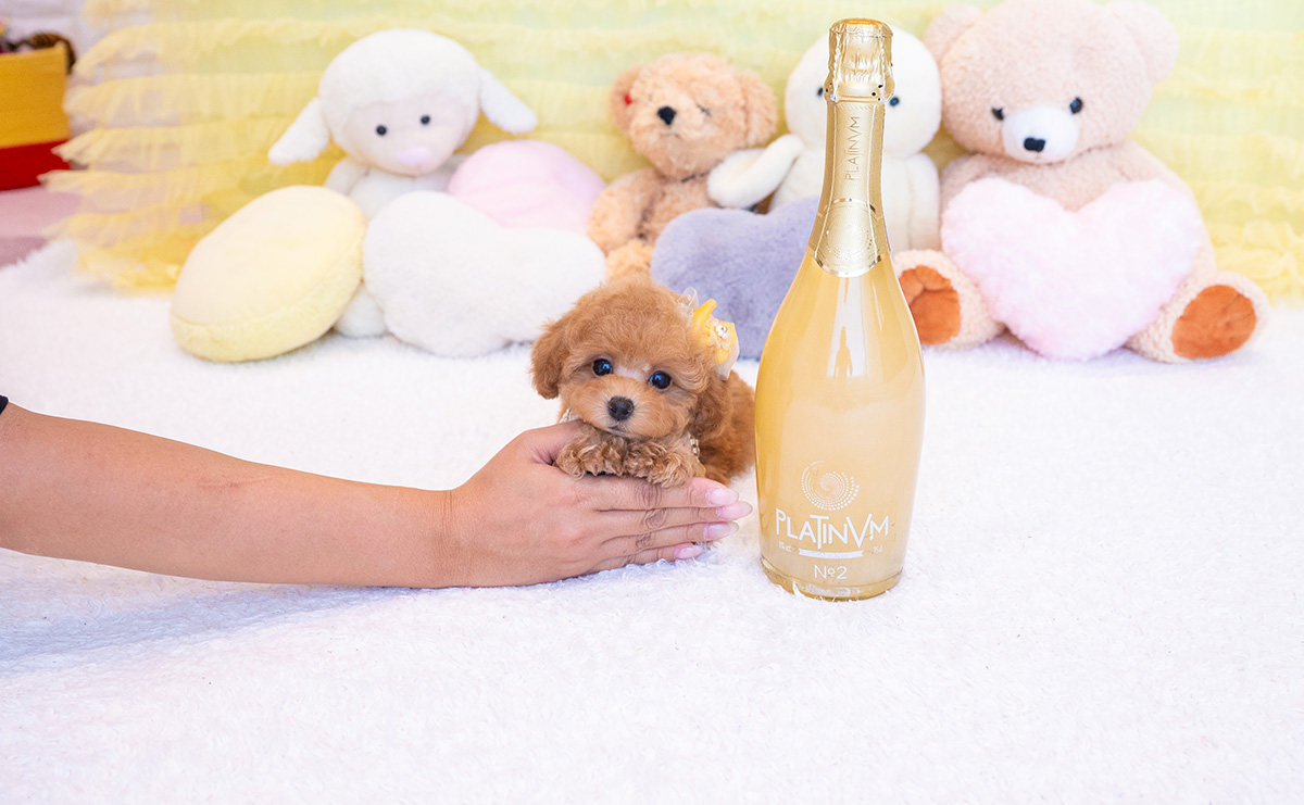 タイニープードルのアプリコットの女の子｜2025年9月20日生まれ｜No.10937｜画像3枚目