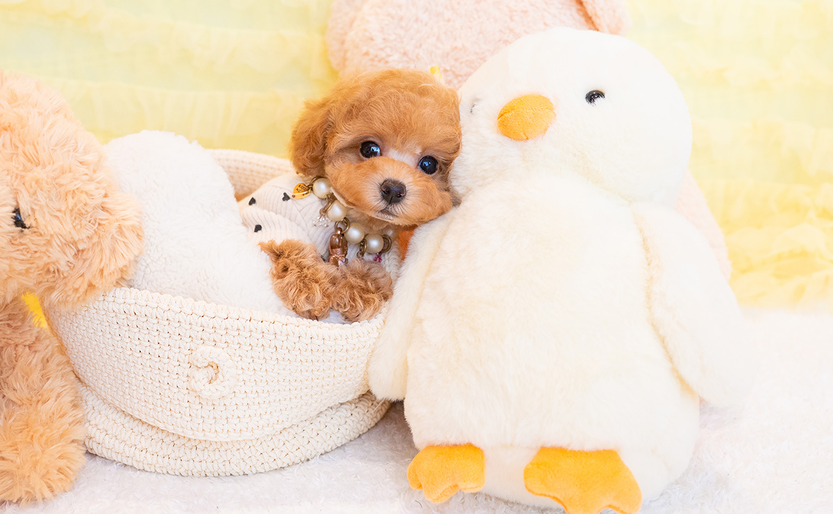 タイニープードルのアプリコットの女の子|2025年9月20日生まれ|No.10937|画像0枚目