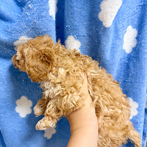 タイニープードルのアプリコットの男の子｜2025年10月6日生まれ｜No.10948｜画像0枚目