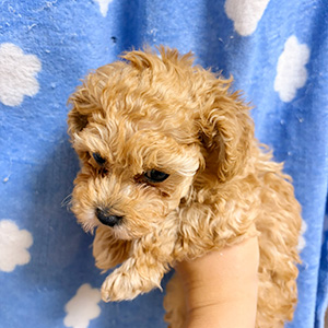 タイニープードルのアプリコットの男の子｜2025年10月6日生まれ｜No.10948｜画像1枚目
