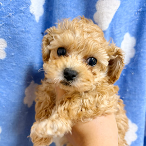 タイニープードルのアプリコットの男の子｜2025年10月6日生まれ｜No.10948｜画像2枚目